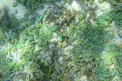 Zanzibar - Jambiani - lagon - corail