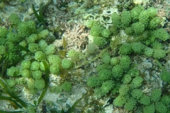 Zanzibar - Jambiani - lagon - corail