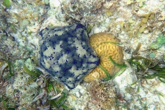 Zanzibar - Jambiani - lagon - corail