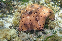 Zanzibar - Jambiani - lagon - corail