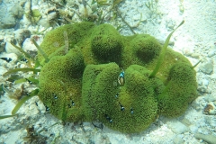 Zanzibar - Jambiani - lagon - corail