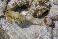 Zanzibar - Jambiani - lagon