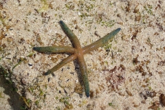 Zanzibar - Jambiani - lagon étoile de mer