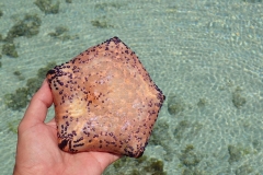 Zanzibar - Jambiani - lagon étoile de mer
