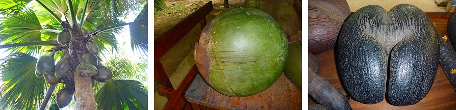 Coco de mer, Vallée de Mai, Praslin, Seychelles