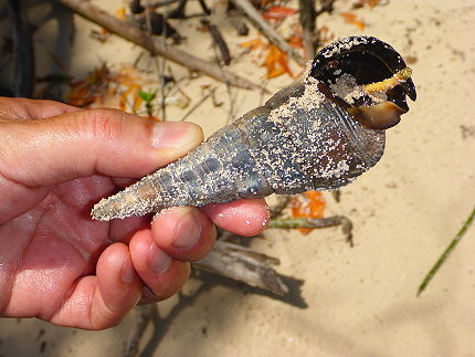 Coquillage mangrove de Curieuse Seychelles