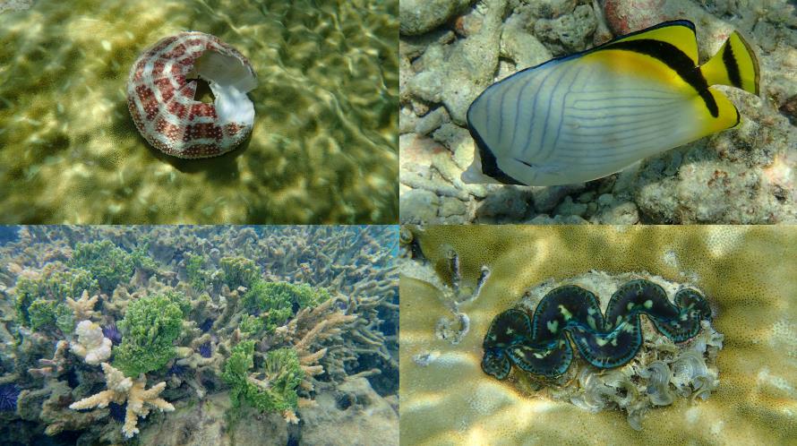 Poissons et coraux du lagon Flic en Flac Maurice