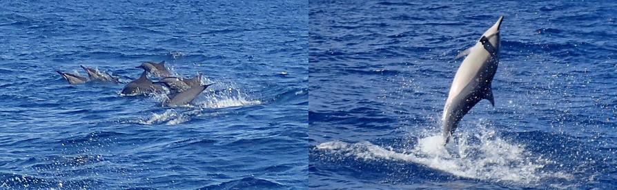 Les dauphins à bec de la baie de Tamarin à l'île Maurice