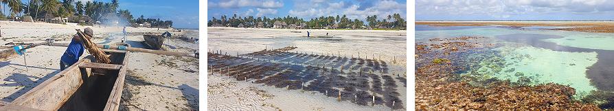 Activités à marée basse à Jambiani Zanzibar