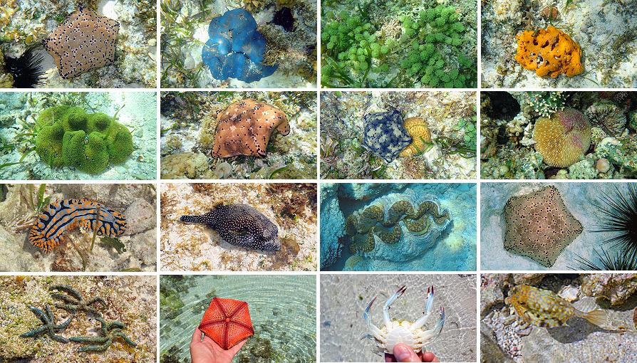 Zanzibar Jambiani, snorkeling dans le lagon