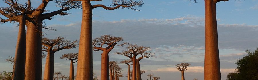 Baobabs de Madagascar