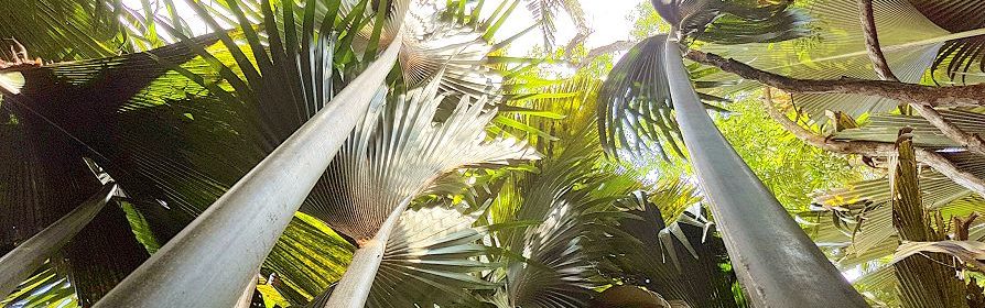 Palmes géantes de la Vallée de Mai à Praslin, Seychelles.