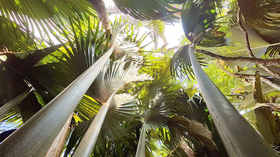 Palmes géantes de la Vallée de Mai à Praslin, Seychelles.