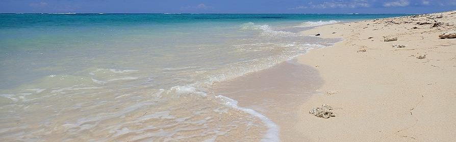 Corail sur la plage du Morne Brabant Maurice