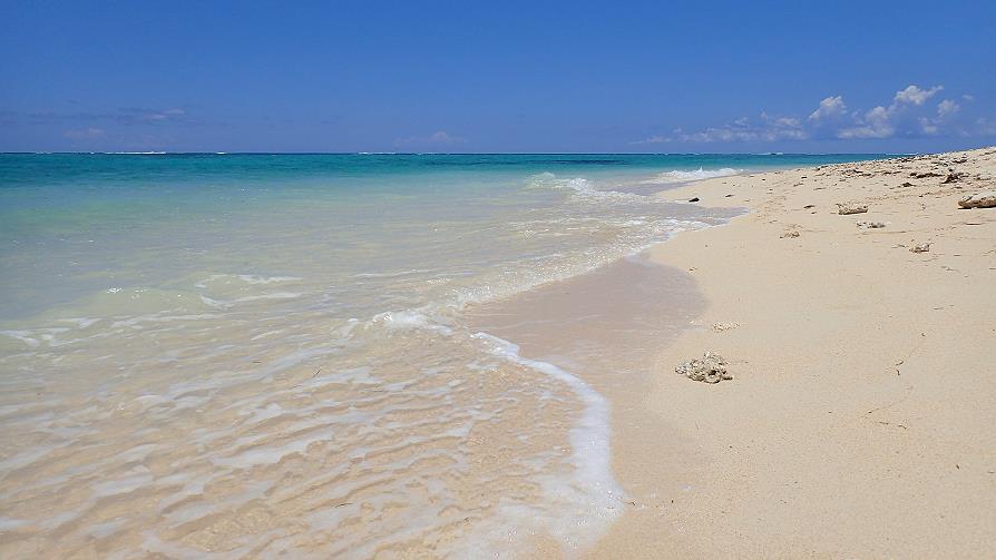 Corail sur la plage du Morne Brabant Maurice