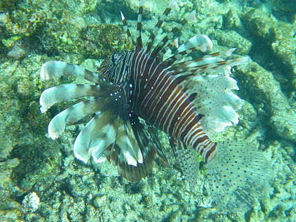 Poisson Lion ilot Saint Pierre Seychelles