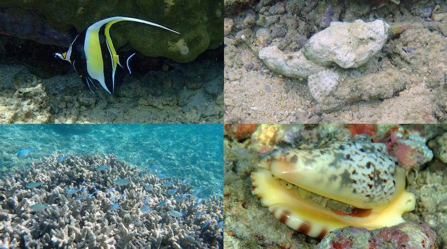 Poissons et corail du lagon Flic en Flac Maurice