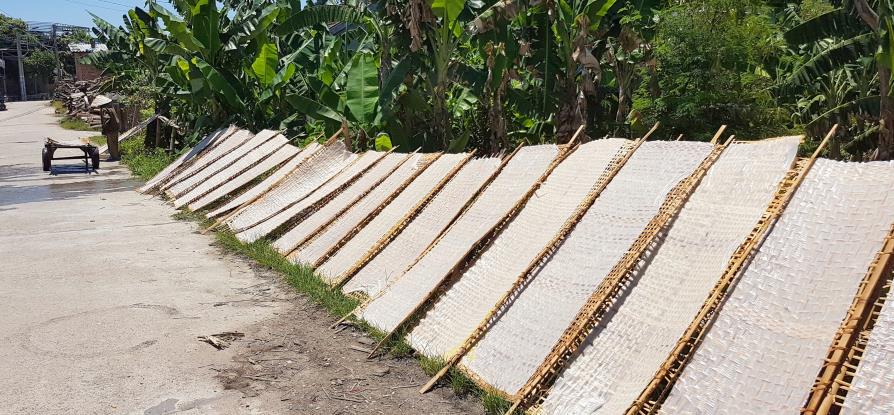 Séchage des nouilles de riz après cuisson au Vietnam