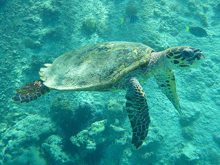 Tortue marine ilot Saint Pierre Seychelles