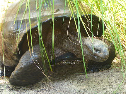 Tortue terrestre géante ile Curieuse Seychelles