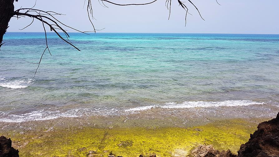 Zanzibar Prison island mer turquoise et algues vertes