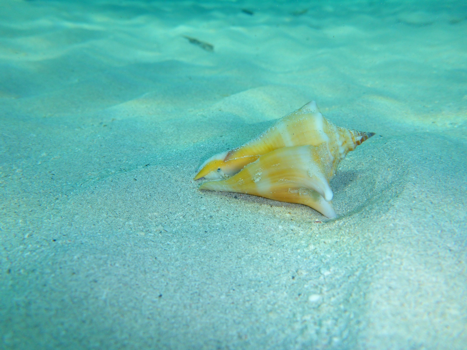 Cuba, la plage de Varadero