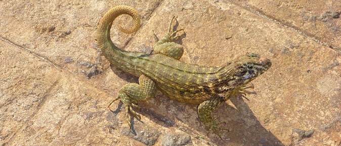 Lézard de Cuba