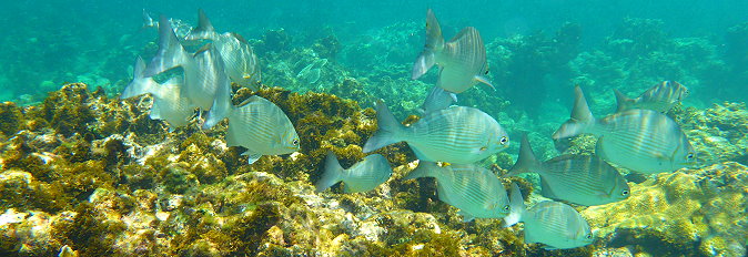 Poissons du lagon de Cuba