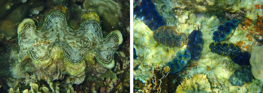 Bénitiers, snorkeling à Koh Tao et Koh Nang Yuan, Thaïlande