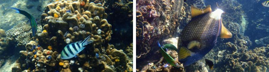 Poissons, snorkeling à Koh Tao et Koh Nang Yuan, Thaïlande