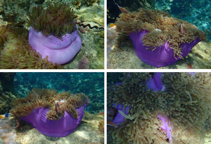 Poisson clown et anémone à Koh Tao et Koh Nang Yuan, Thaïlande