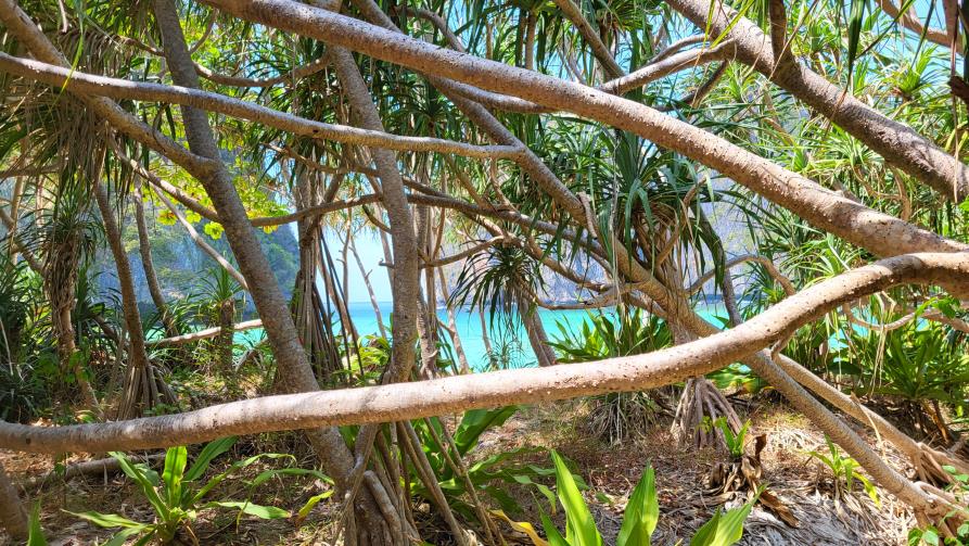 Koh Phi Phi Leh, Maya bay, Krabi, Thailande