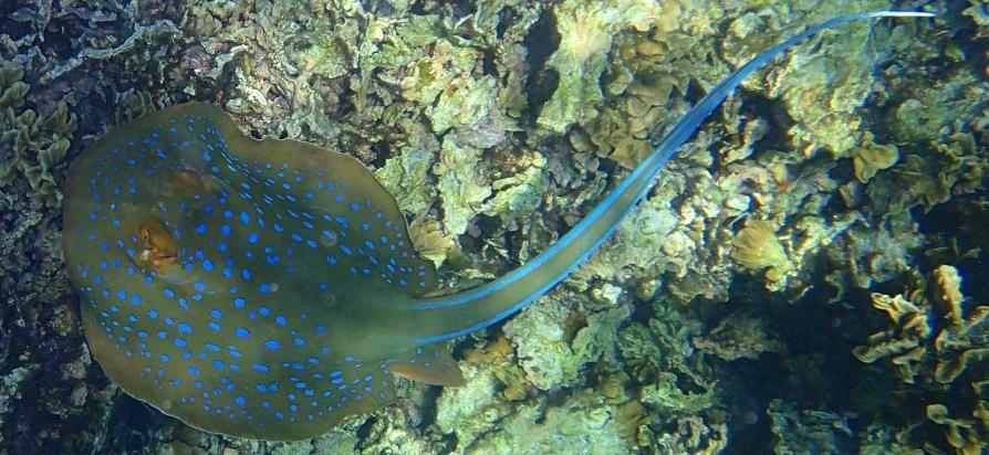 Raie pastenague à taches bleues en Snorkeling à Koh Tao et Koh Nangyuan, Thaïlande