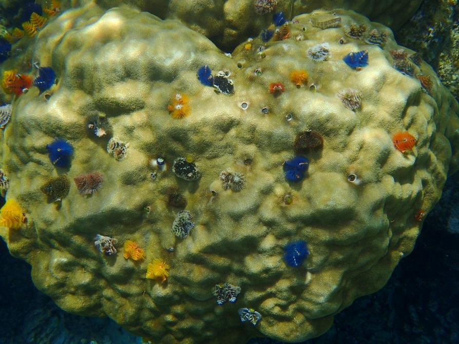 Snorkeling à Koh Tao et Koh Nangyuan, Thaïlande