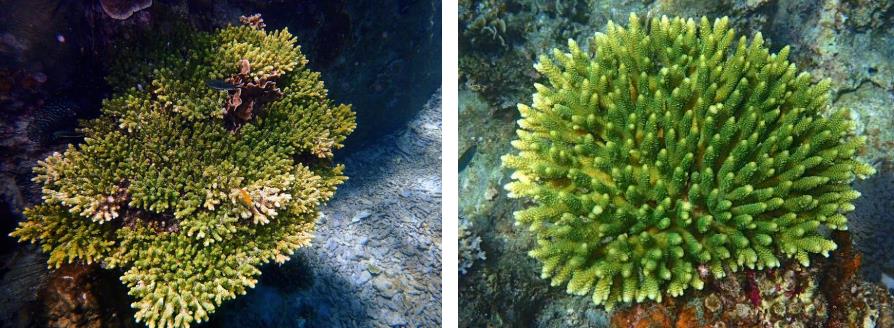 Coraux jaunes de Koh Tao et Koh Nang Yuan, Thaïlande