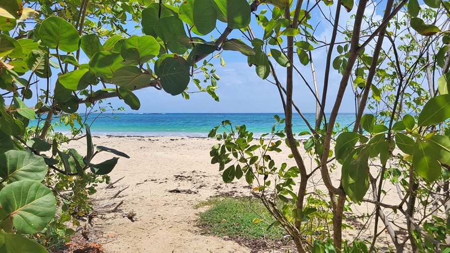 Martinique, plage Anse aux prunes