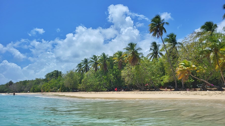 Martinique, plage des Salines