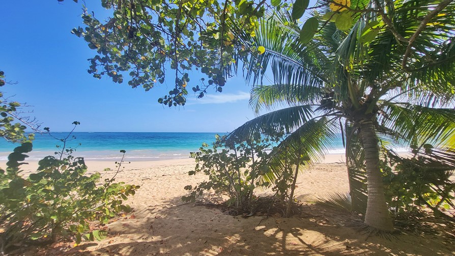 Martinique, plage des Salines