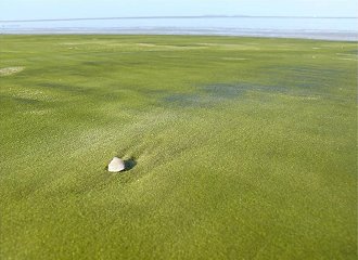 Plage de sable vert à Papakolea Beach Hawaï USA