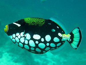 Nagez avec des poissons tropicaux sans danger