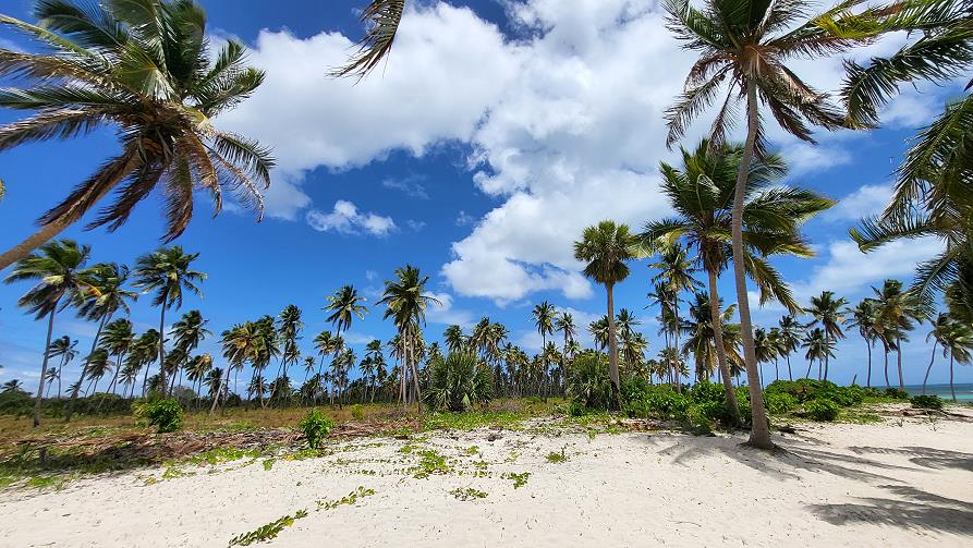 Isla Saona, Cocotiers de Canto de la playa