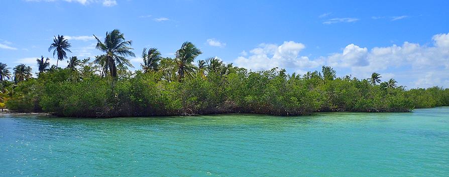 Isla Saona, mangrove de palétuviers