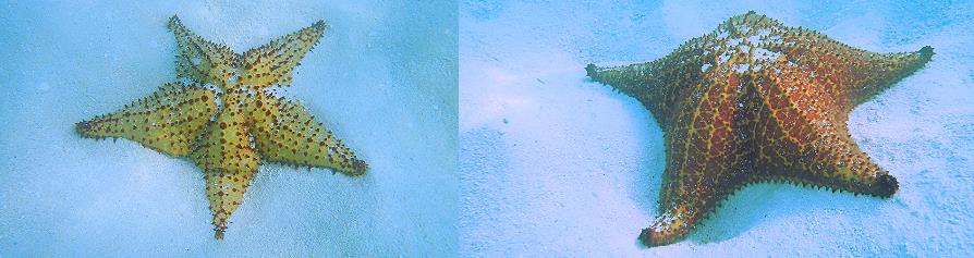 Isla Saona, étoiles de mer à la piscine naturelle, Las Palmillas