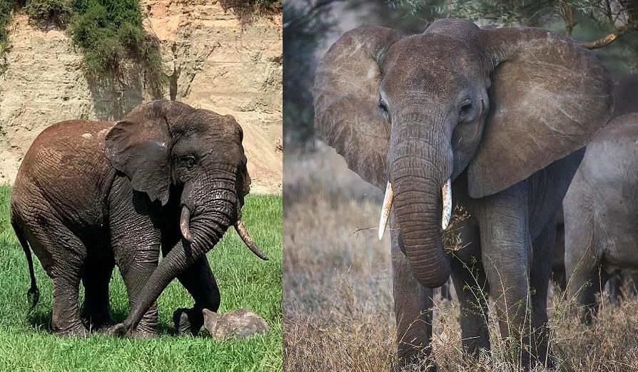 Serengeti, safari en Tanzanie : éléphants d'Afrique