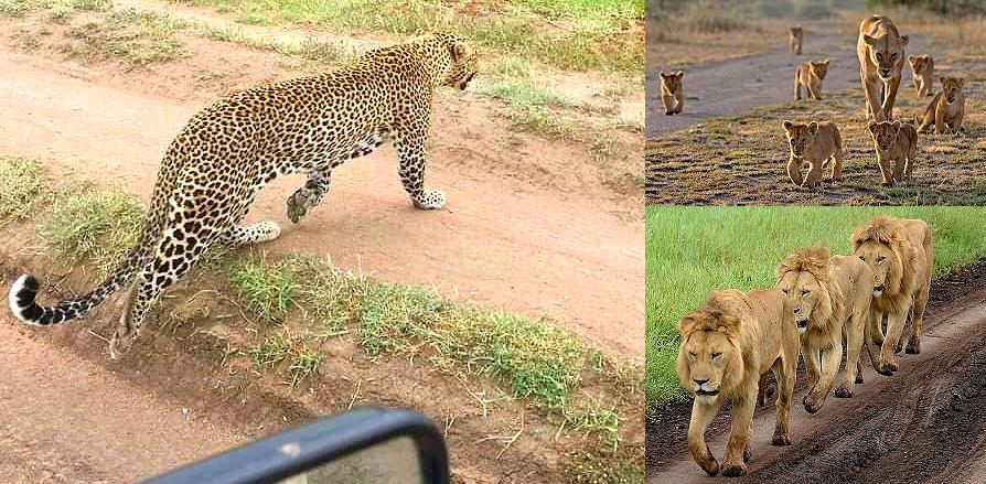 Serengeti, safari en Tanzanie : lions, félins