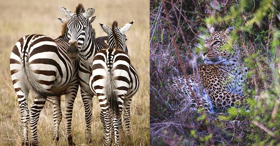 Serengeti, safari en Tanzanie : zèbres et léopard