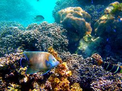 Cerf island - Barrière de corail