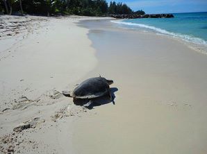 Praslin - Tortues marines