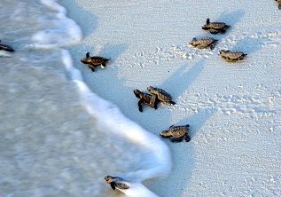 Praslin - Tortues vers l'océan indien