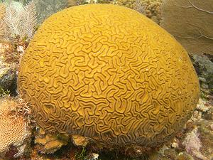 Corail cerveau  sillons du lagon